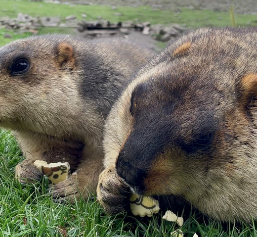 5. 初めてのマーモット村(5. My first Marmot Village)