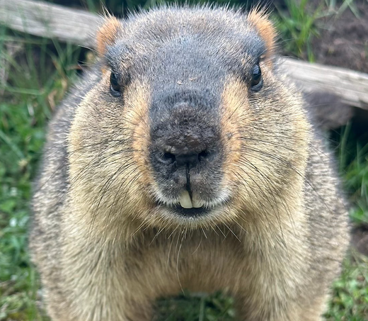 6. 初めてのマーモット村 その2(6. My first Marmot Village, Part 2)