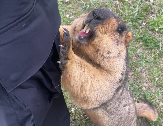 17. マーモットとしたいこと(17. What I want to do with marmots)