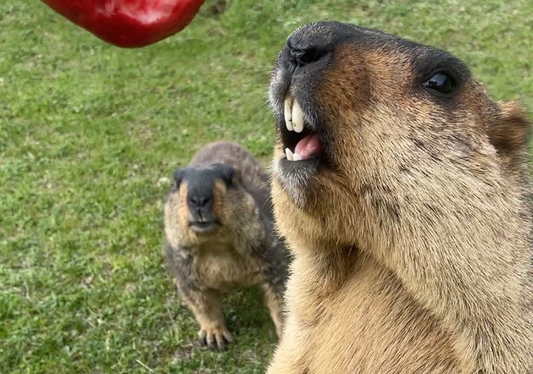 18. マーモットのためのマーモット協会(18. Marmot Association for Marmots)