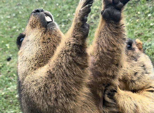 19. マーモット救出作戦(19. Marmot Rescue Mission)