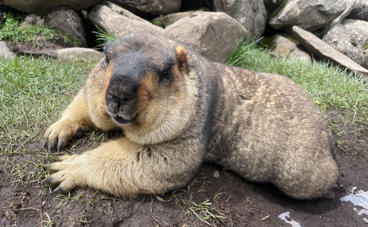 20. 理想的なマーモットの居場所(20. The Ideal Home for Marmots)
