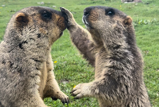 21. ヒマラヤマーモットをお迎えするまでの今の状況(21. The Current Situation before Welcoming the Himalayan Marmot)