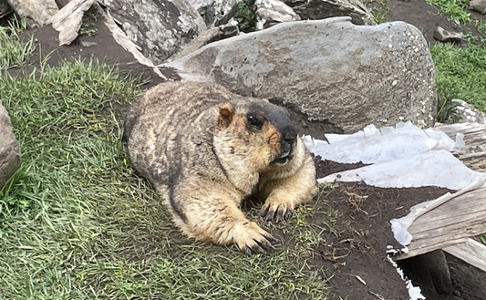 22. ヒマラヤマーモットをお迎えするまでの今の状況 Part2(22. The Current Situation before Welcoming the Himalayan Marmot Part 2)