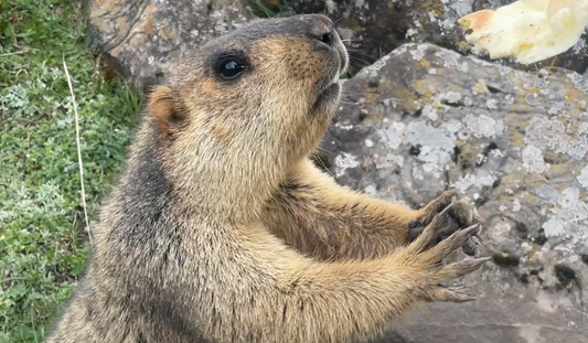 23. ヒマラヤマーモットをお迎えするまでの今の状況 Part3(23. The Current Situation before Welcoming the Himalayan Marmot Part 3)
