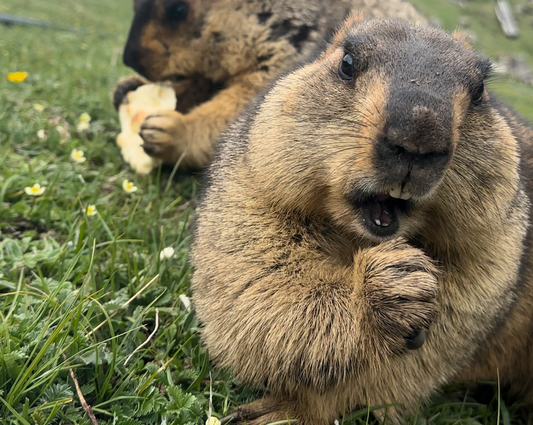 24. ヒマラヤマーモットをお迎えするまでの今の状況 Part4(24. The Current Situation before Welcoming the Himalayan Marmot Part 4)