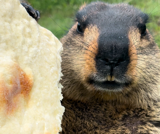 25. ハンデを負ったマーモットの存在(25. The existence of handicapped marmots)