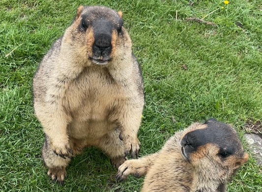 26. ヒマラヤマーモット日本初上陸まであと5日!(26. Only 5 Days Left Until the Himalayan Marmot Arrives in Japan for the First Time!)