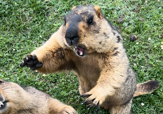 27. ヒマラヤマーモット日本初上陸まであと4日!(27. Only 4 Days Left Until the Himalayan Marmot Arrives in Japan for the First Time!)