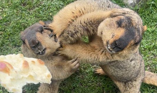 28. ヒマラヤマーモット日本初上陸まであと3日!(28. Only 3 Days Left Until the Himalayan Marmot Arrives in Japan for the First Time!)
