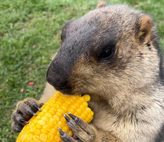 29. 日本初!ヒマラヤマーモットをお迎えするまであと2日!(29. Japan's First! Only 2 Days Left Until I Welcome the Himalayan Marmot!)