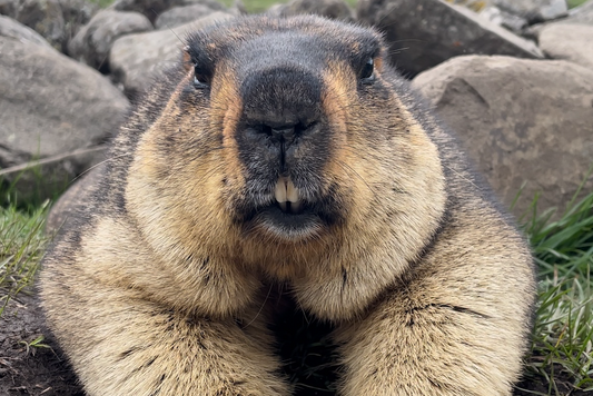 30. 日本初!ヒマラヤマーモットをお迎えするまであと1日!(30. Japan's First! Only 1 Day Left Until I Welcome the Himalayan Marmot!)