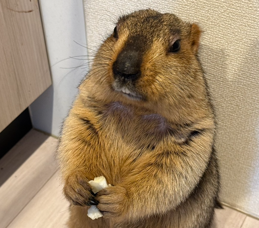 今日はヒマラヤマーモットの日(Today is Himalayan Marmot Day)