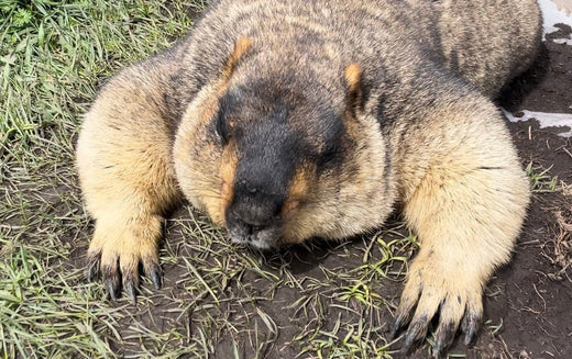 12. マーモットとの生き方(12. How to live with marmots)