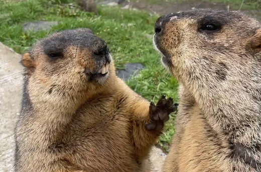 11. 私が考える未来の日本とマーモット(11. My vision of the future of Japan and marmots)