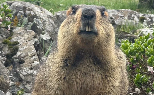 14. マーモットとお財布事情(14. Marmots and finances)