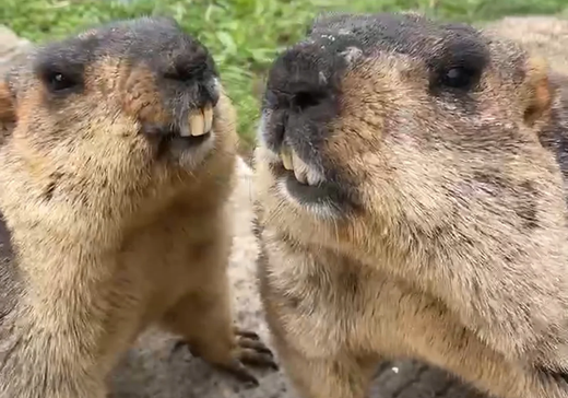 13. マーモットと生きる心構え(13. How to prepare for life with a marmot)
