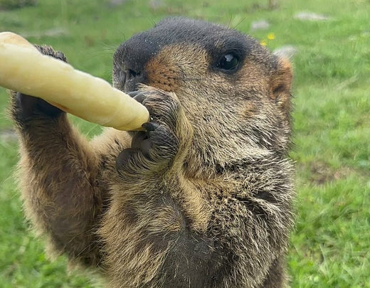 2. 決意とマーモットの魅力(2. Determination and the charm of marmots)