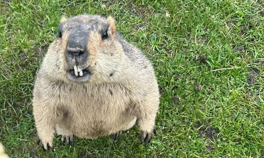 9. マーモットのために私たちができること(9. What can we do for marmots?)