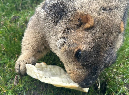 10. マーモットを愛する人たち(10. People who love marmots)