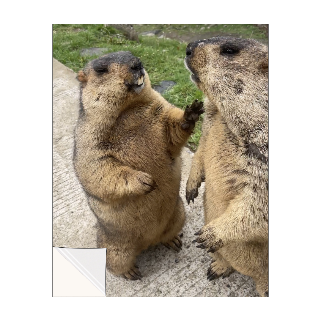 "Smiling marmot" Sticker