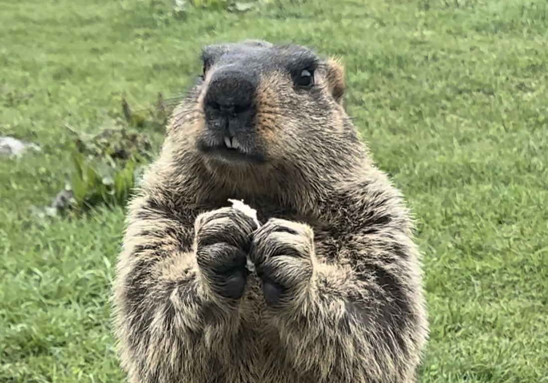 「マーモットを飼いたい！」ペットの可否や生態、飼育方法、お値段などご紹介