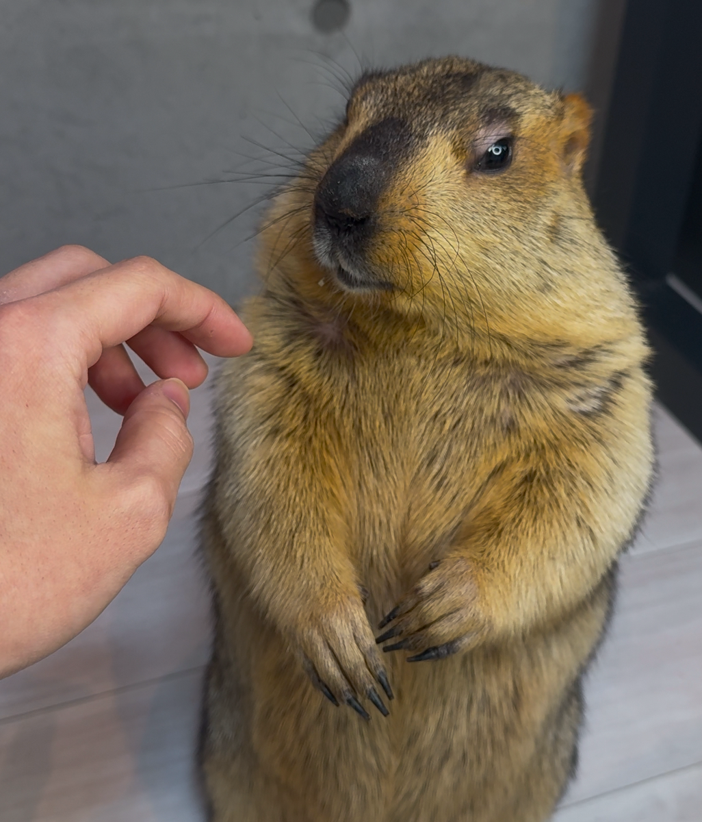 2月1日はヒマラヤマーモットの日