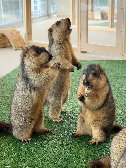 マーモット村「触れない優しさで、命を守るということ」