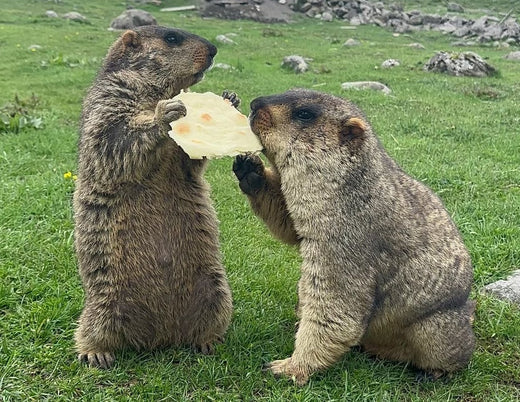 3. 中国で見たマーモットの現実（3. The reality of marmots in China）