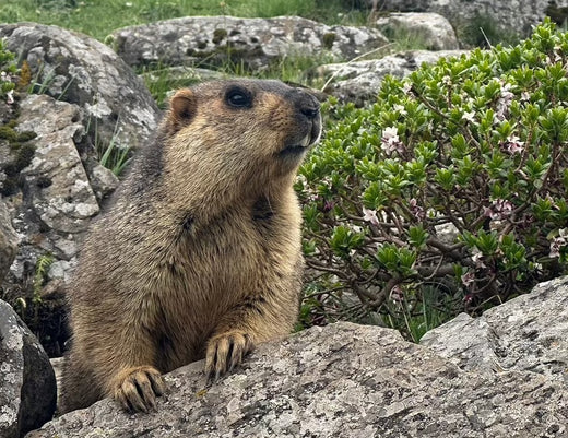 4.マーモットの虐待（4. Marmot abuse）