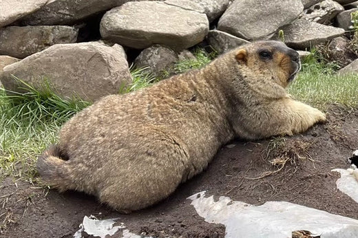 8. マーモットの涙（8. Marmot's Tears）