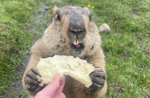 15. マーモットに、もしものことがあったら（15. What if something happens to a marmot）