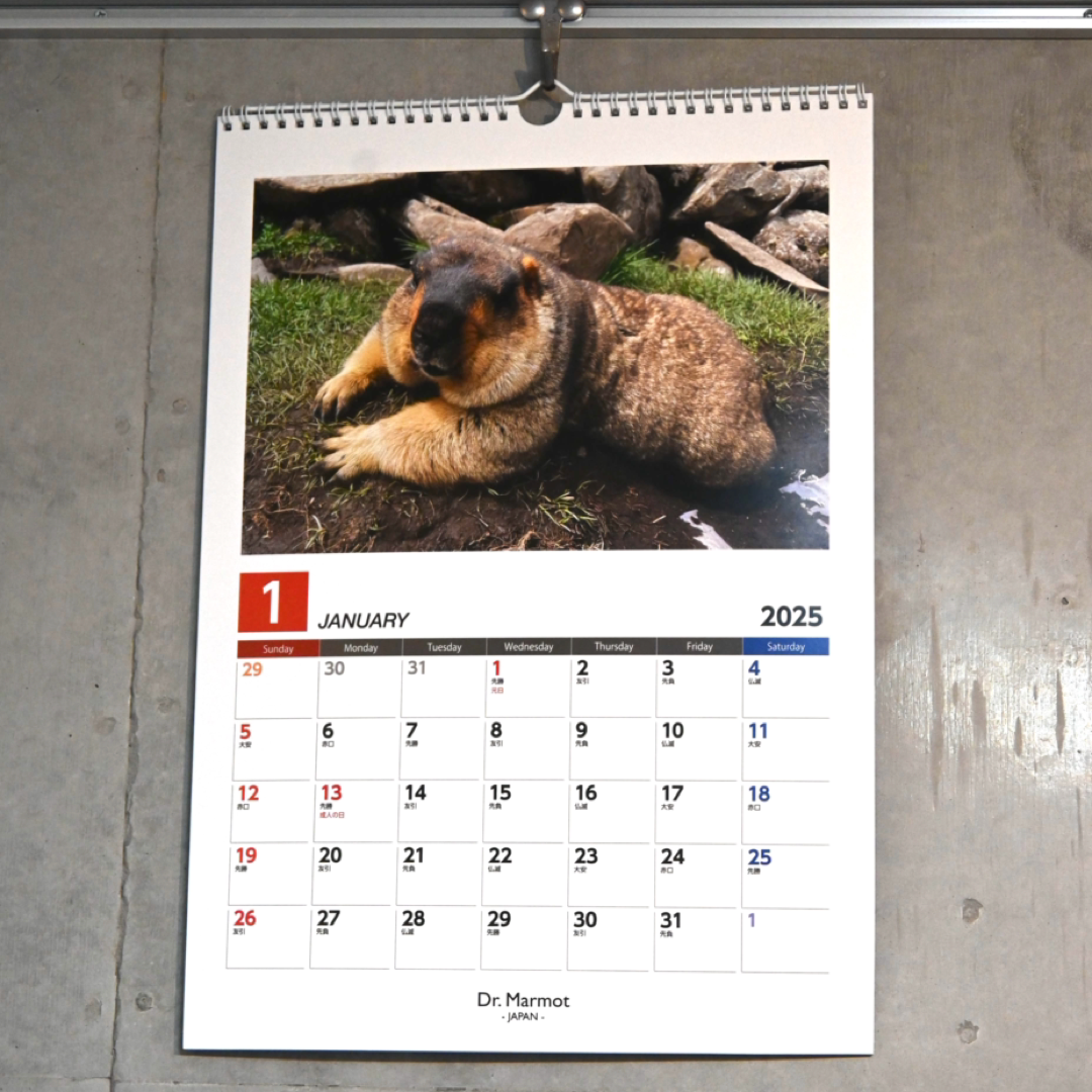 2025 Marmot Wall Calendar